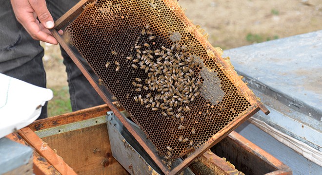 Nehir kıyısındaki kovanlarda binlerce arı öldü