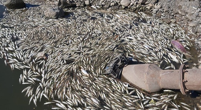 Nehir ve göletlerdeki toplu balık ölümlerinin nedeni kuraklık