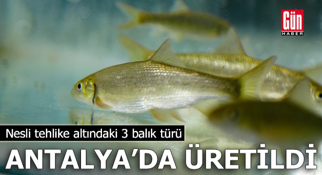 Nesli tehlike altındaki 3 balık türü, Antalya da üretildi
