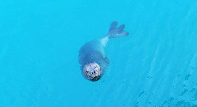 Nesli tehlike altındaki Akdeniz foku Finike de görüntülendi