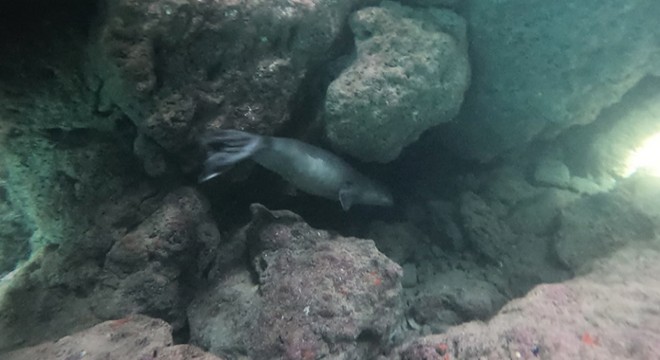Nesli tehlike altındaki Akdeniz fokunu görüntüledi