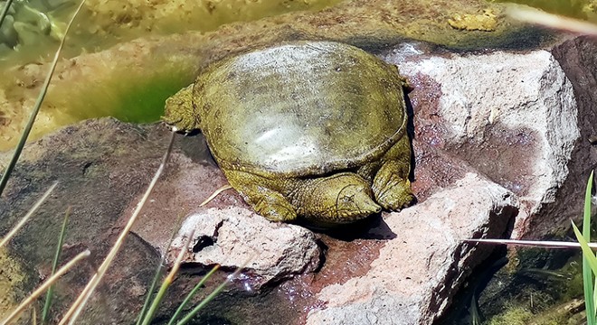 Nesli tükenmek üzere olan Fırat Kaplumbağası bulundu