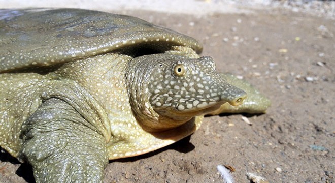 Nesli tükenmekte olan Fırat kaplumbağası bulundu