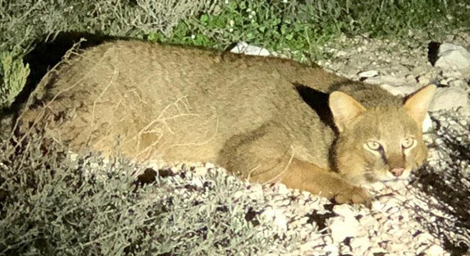 Nesli tükenmekte olan  Saz Kedisi  Milli Park ta görüntülendi