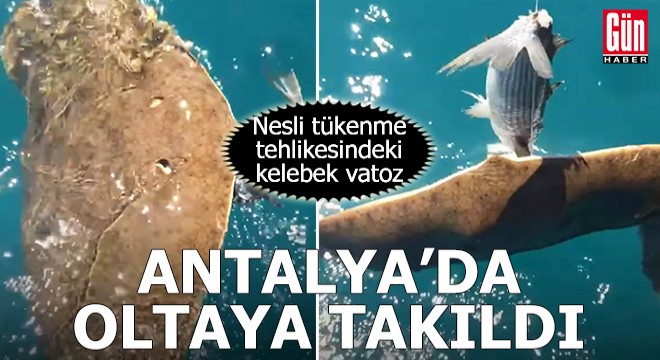 Nesli tükenmekte olan vatoz Antalya da oltaya takıldı