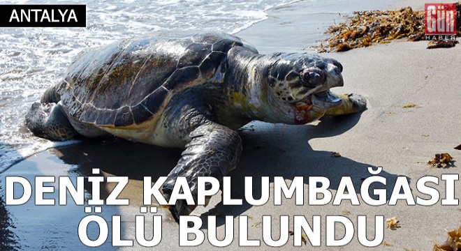 Neslinin tükenme tehlikesi olan yeşil deniz kaplumbağası ölü bulundu