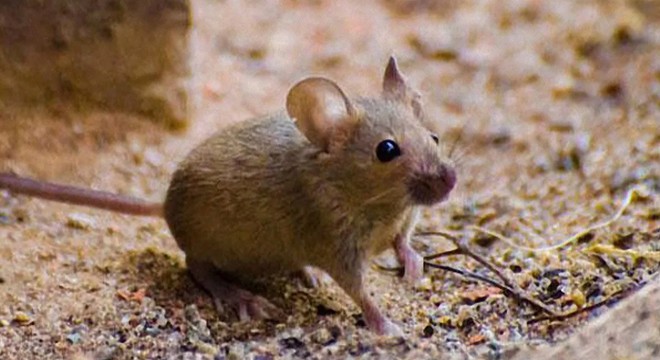 New York'ta fare krizi: Hastalıklar rekor seviyede arttı
