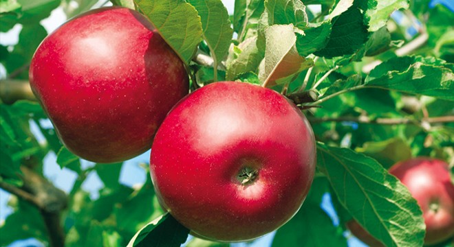 Niğde de 454 bin ton elma rekoltesi bekleniyor