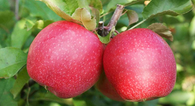 Niğde de erkenci elma hasadı