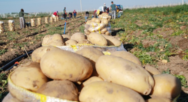 Niğde’de kışlık patates hasadı başladı