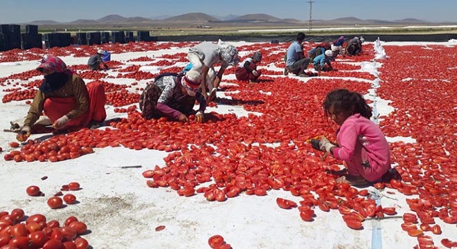 Niğde’den 6 ülkeye kurutulmuş domates ihracatı