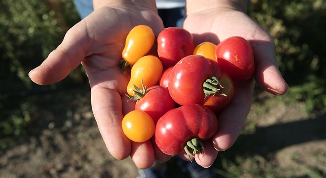 Nilüfer Belediyesi nin domates ve biber hasadı