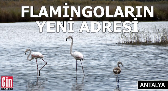 Noel Baba Kuş Cenneti, flamingoların yeni adresi
