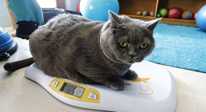 Obez kedi, egzersiz ile 4,5 kilo verdi