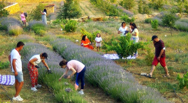 Öğrencilere burs olan lavantalar hasat edildi