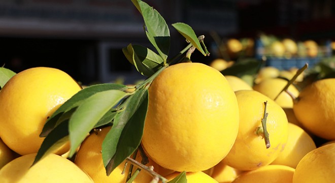 Okaliptüs ve limon yağının Kovid-19’ karşı koruyuculuğu kanıtlandı