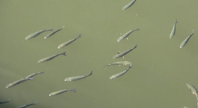 Oksijeni azalan derede balıklar su yüzeyine çıktı