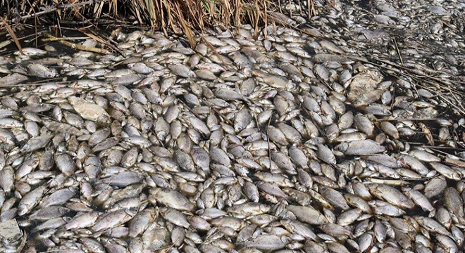 Oksijensizlikten binlerce balık öldü