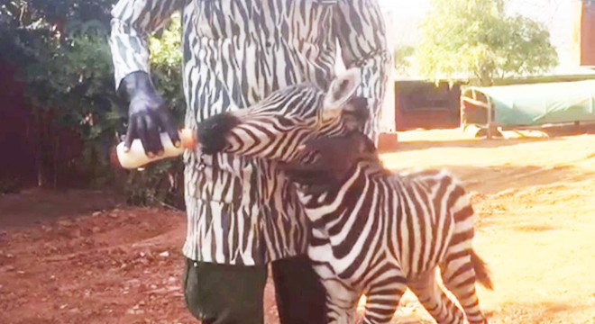 Öksüz kalan zebraya, zebra kıyafetli görevliler bakıyor
