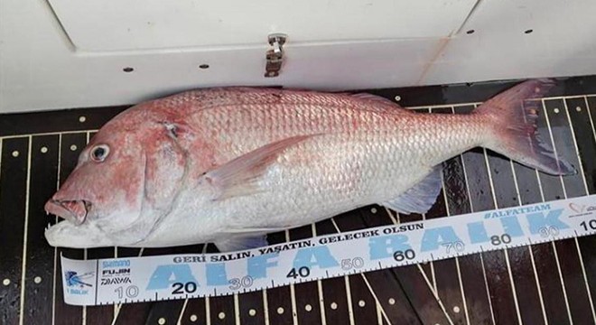 Oltayla 13 kilo 890 gramlık trança balığı yakaladı