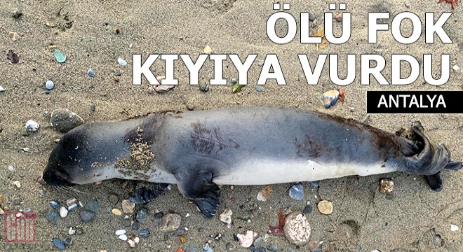 Ölü Akdeniz foku, kıyıya vurdu