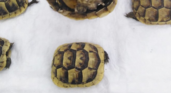 Ölü bulunan kaplumbağaların analizi yapılamadı