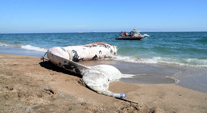 Oluklu balina gemi çarpması sonucu ölmüş