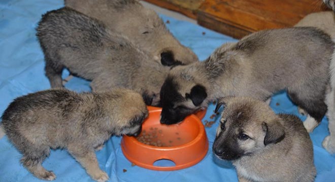 Ölüme terkedilen 63 yavru köpek yeni yuvalarına alıştı
