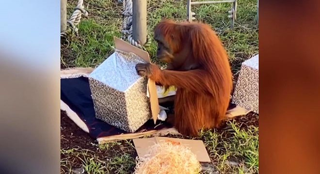 Orangutan, 30’uncu yaşını böyle kutladı