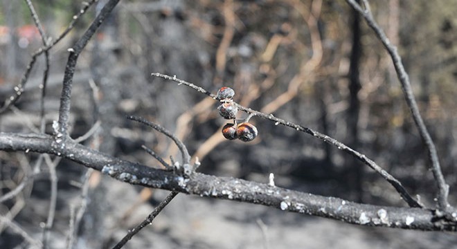 Orhaneli deki orman yangınına 3 gözaltı