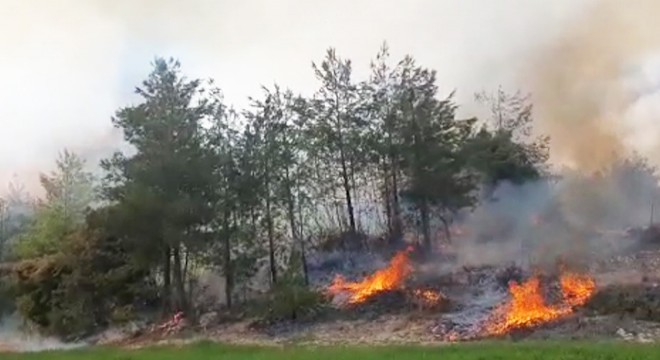 Orman yangını büyümeden söndürüldü