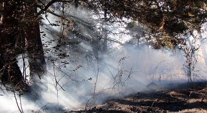 Orman yangınında 10 dönümlük alan zarar gördü
