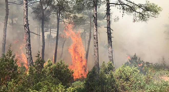 Orman yangınında 5 dönüm alan zarar gördü