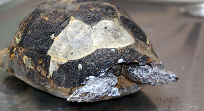 Orman yangınında yaralı kurtarılan kaplumbağa tedaviye alındı