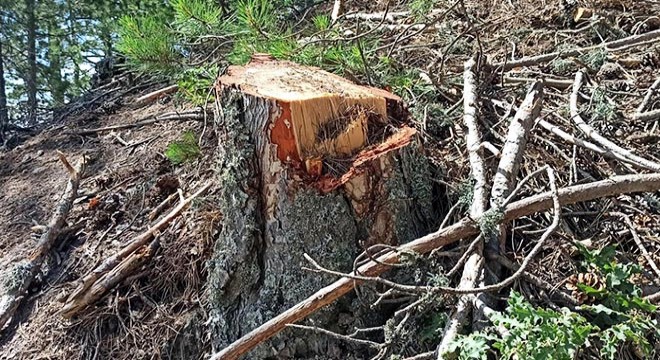 Ormanda kaçak ağaç keserken suçüstü yakalandı