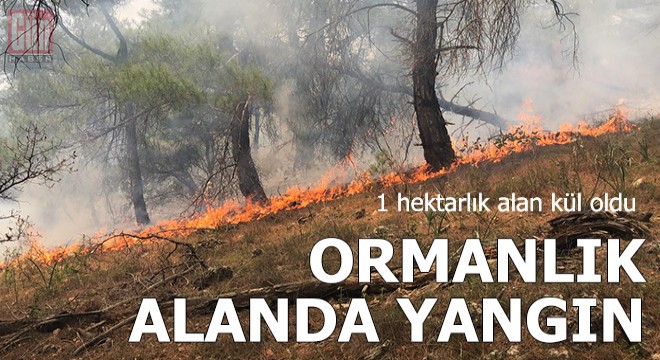 Ormanlık alanda yangın; 1 hektar kül oldu
