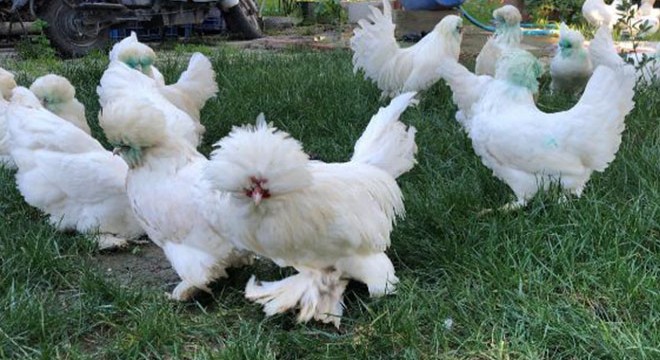 Osmanlı süs tavukları 10 bin liradan satılıyor