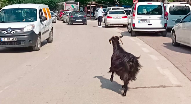 Otomobilden kaçan keçi, trafikte sürücülere zor anlar yaşattı