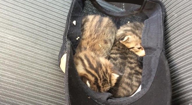 Otomobile giren yavru kedileri itfaiye kurtardı