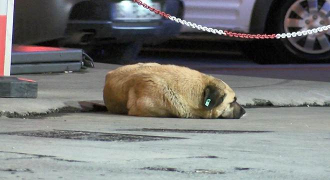 Otomobilin altında kalan köpeği kurtarma seferberliği