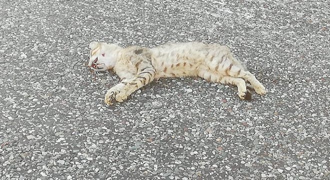Otomobilin çarptığı yaban kedisi öldü