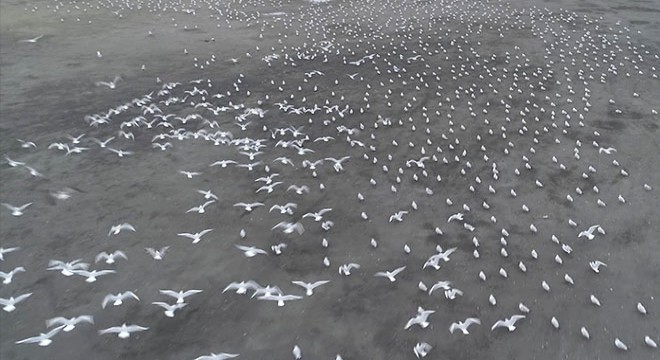Otoparka sığınan yüzlerce martı havadan fotoğraflandı