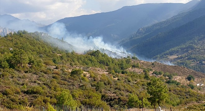 Özel ağaçlandırma sahasında yangın