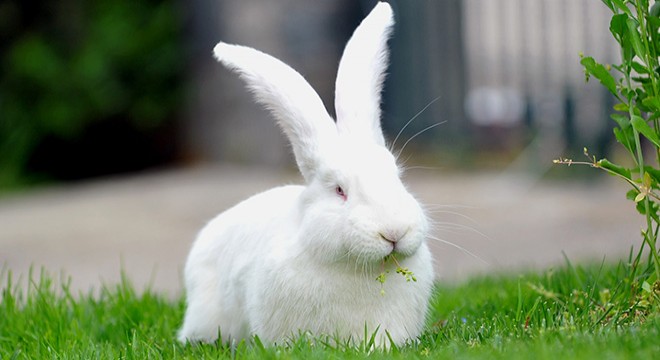 Pandemi sürecinde tavşan satışları arttı
