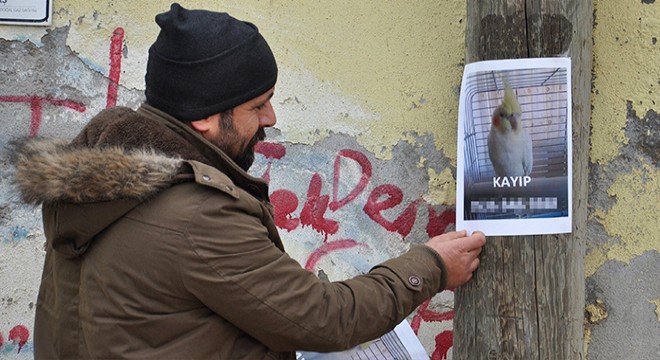 Papağanı  Paşa yı, sokaklara astığı ilanlarla arıyor
