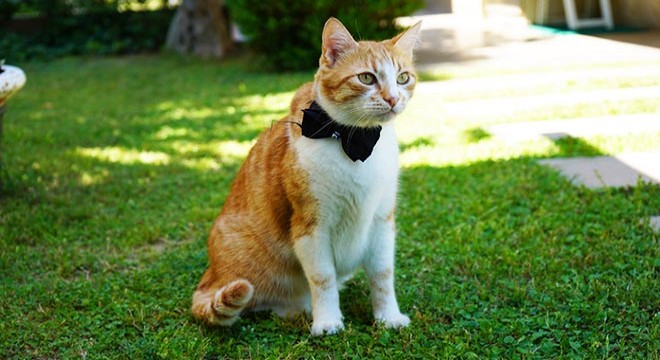 Papyonlu kedi 'Foça', emekli çiftin hayatını değiştirdi