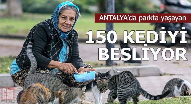 Parkta yaşayan 150 kediyi besliyor