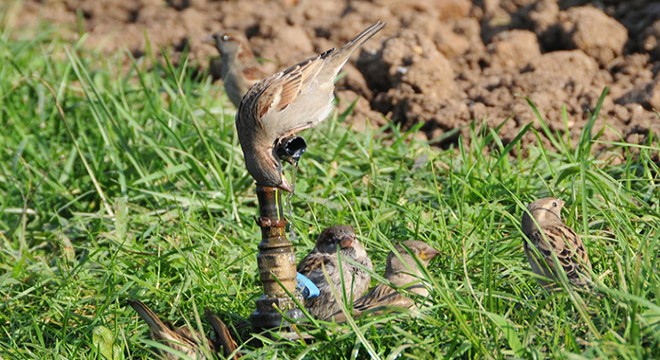 Parktaki borudan su içmeye çalışan kuşlara ilgi