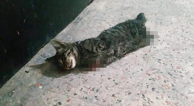 Pasaj içinde 4 bacağı kesilmiş ölü kedi bulundu