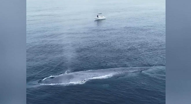 Pasifik Okyanusu nda görülen mavi balina balıkçıları korkuttu